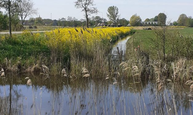 Kinderactiviteiten bij de Veldschuur