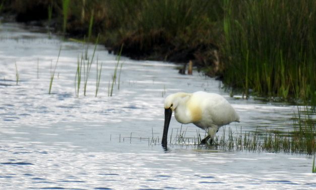 Wildlands in de achtertuin…