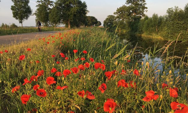 Prachtige kleuren aan de Stadswegsloot