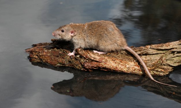 Bestrijden bruine ratten geen taak van waterschap