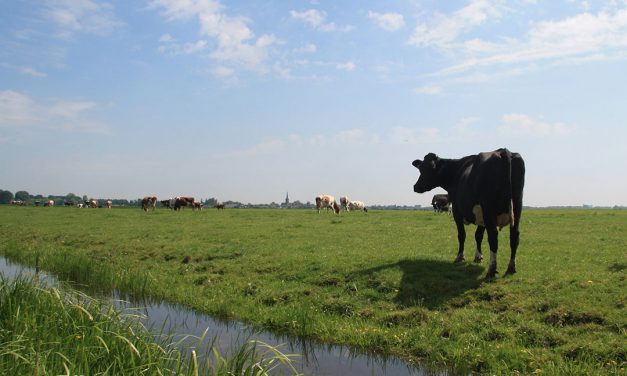 Kansen voor boeren op veengronden in Staphorst