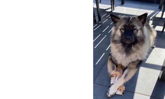 Keeshond Beau zoek (update)