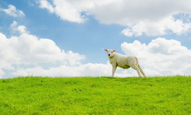 Provincie ondersteunt goede ideeën voor het platteland