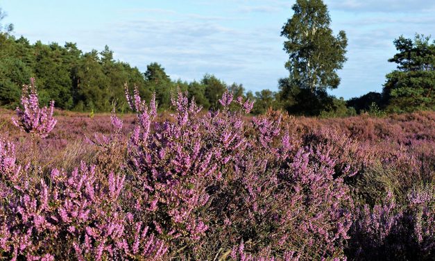 De Staphorster heide in de avondzon