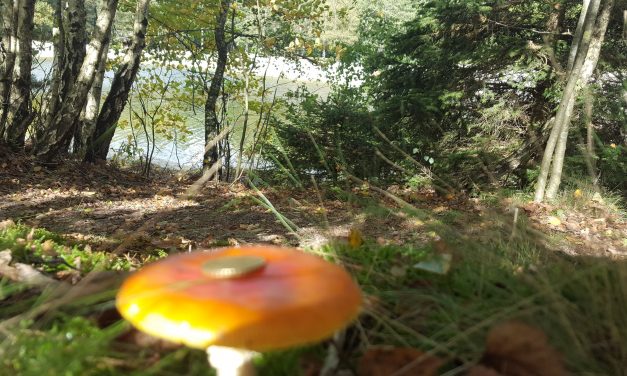 Muntjes op paddenstoelen Zwarte Dennen, wat betekend dit?