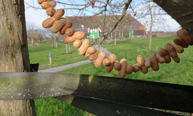 ‘s Werelds langste pindaketting bij de Veldschuur (Update)