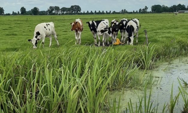 Eerste resultaten onderwaterdrainage veenweide Overijssel