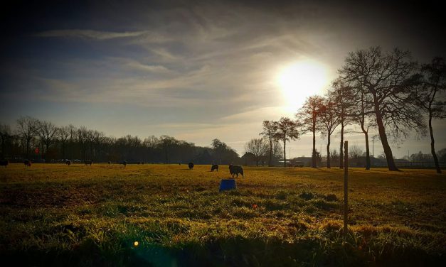 Schuthekkeweg,  🐑🐑 in de ochtendzon