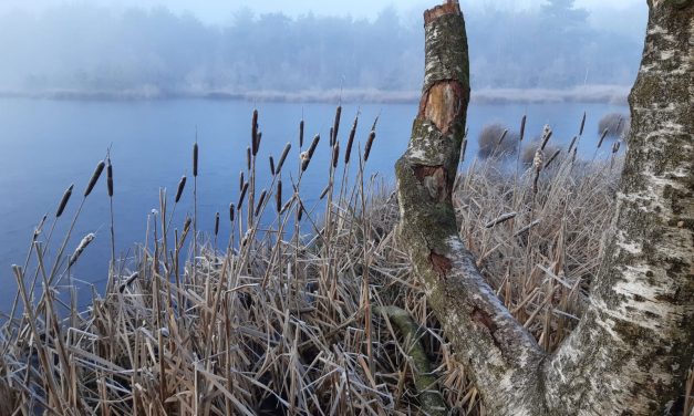 Zwarte vennetje in de mist