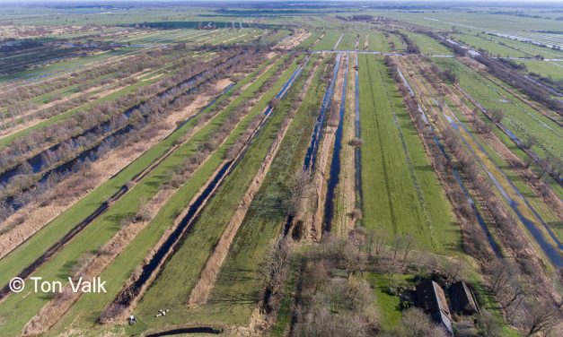 Boksloten en graslanden vrij maken van houtopslag in de Olde Maten