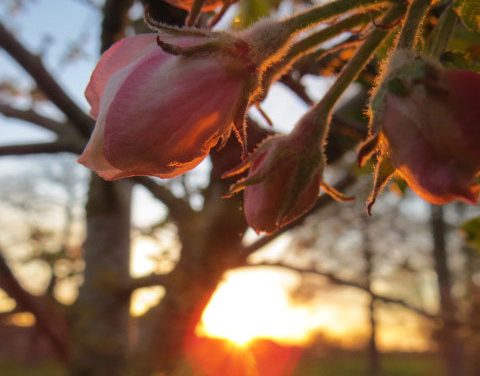 Roze bloemen in de avondzon