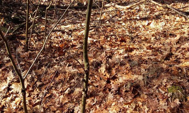 Wederom een bijzondere boom in het Staphorster bos