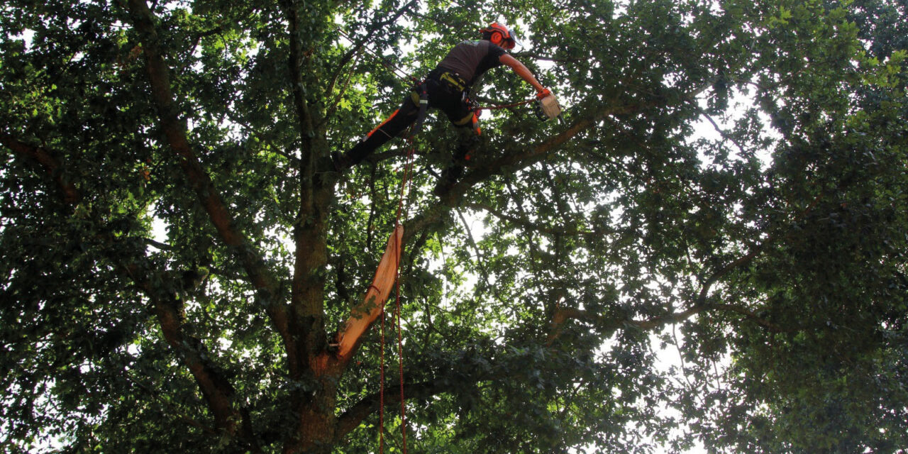 Prins Boom & Landschap: boomonderhoud en –verzorging