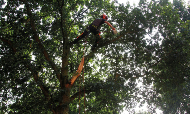 Prins Boom & Landschap: boomonderhoud en –verzorging