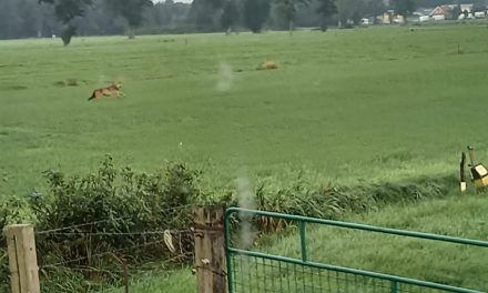 Wolf gesignaleerd aan de Krodhoeksweg, schaap doodgebeten [update: weer gespot + filmpje]