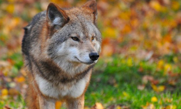 “De wolf; kans voor de natuur of bedreiging voor het vee?”