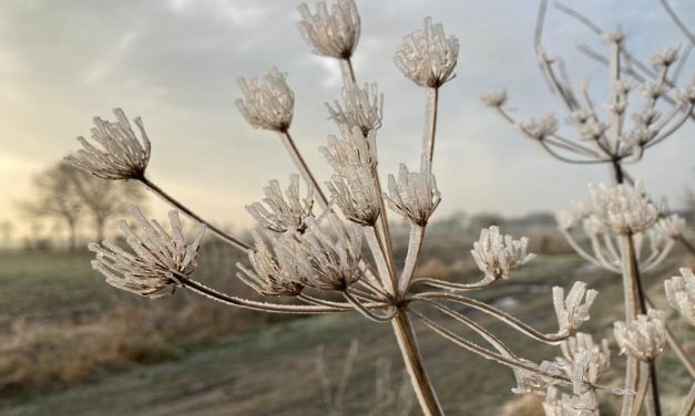 Plassen op de zandweg