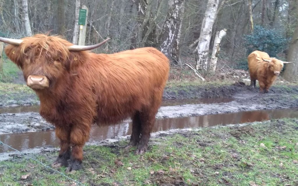 15 januari 2022 Nieuwjaarswandeling van de NBVIJS