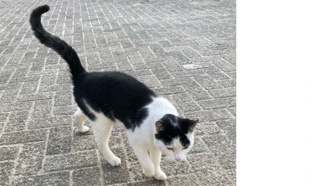 Van wie is deze kat?