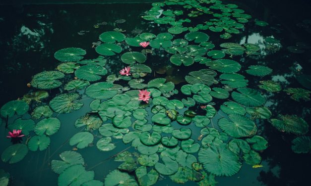Zijn waterlelies geschikt voor vijvers? 