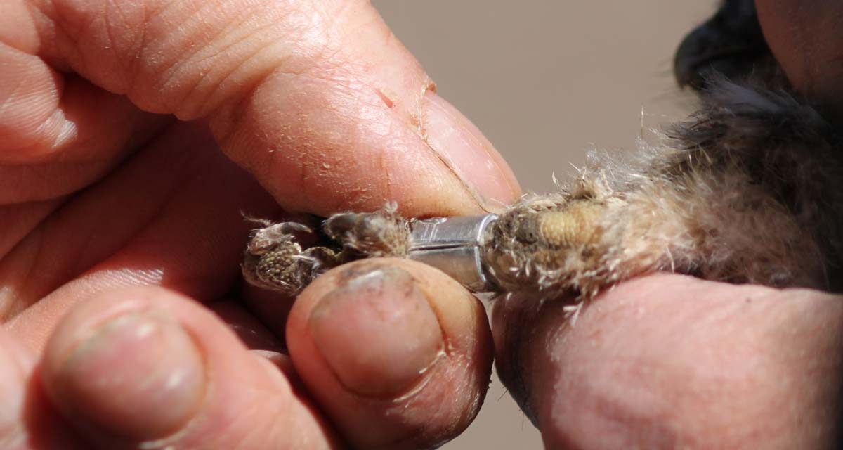 Roofvogels ringen op zaterdag 16 juli