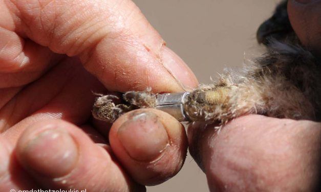 Roofvogels ringen op zaterdag 16 juli