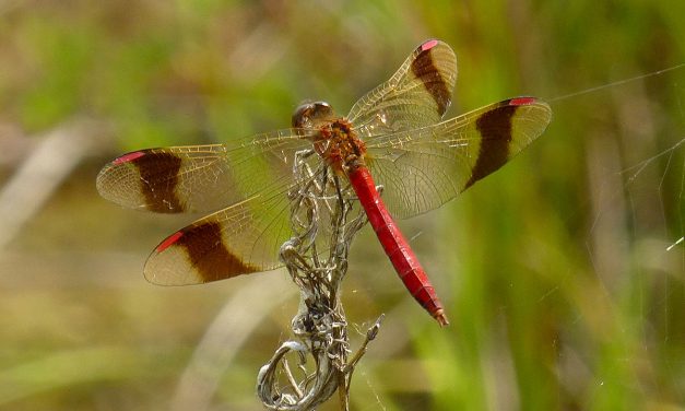 Insectenwandeling op 20 augustus