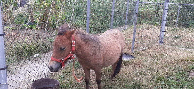 Pony aan komen lopen (Update)