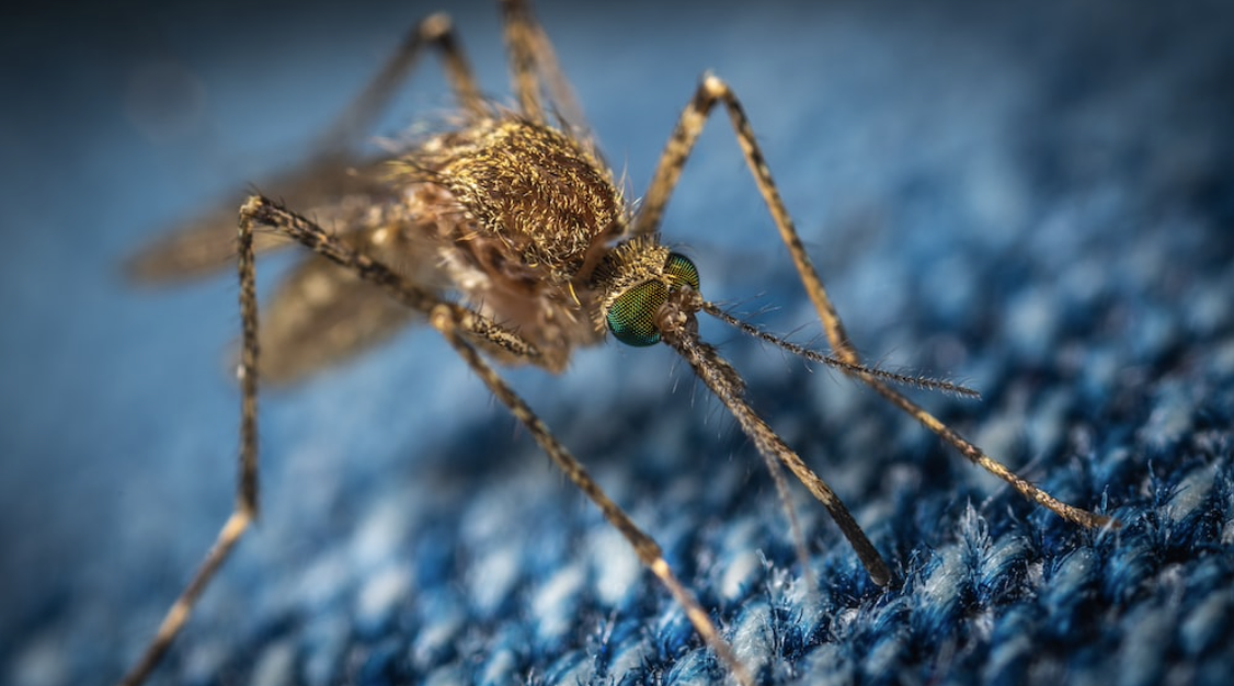 Het hele jaar door muggen & insecten buiten houden met deze tips