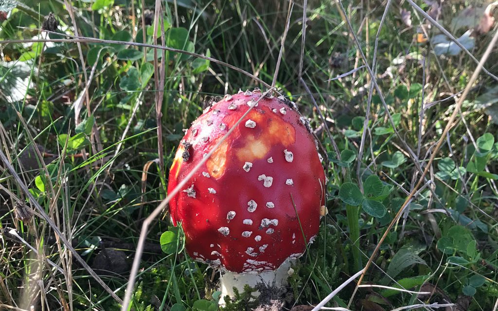 Spillebeen niet aanwezig