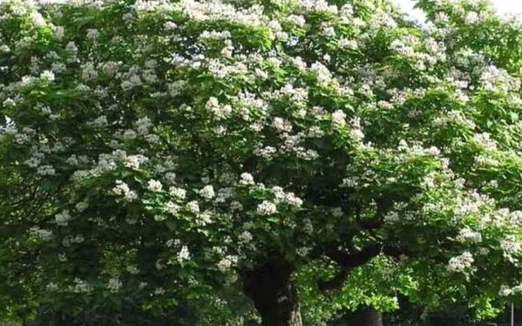 Bomen planten op 19 november