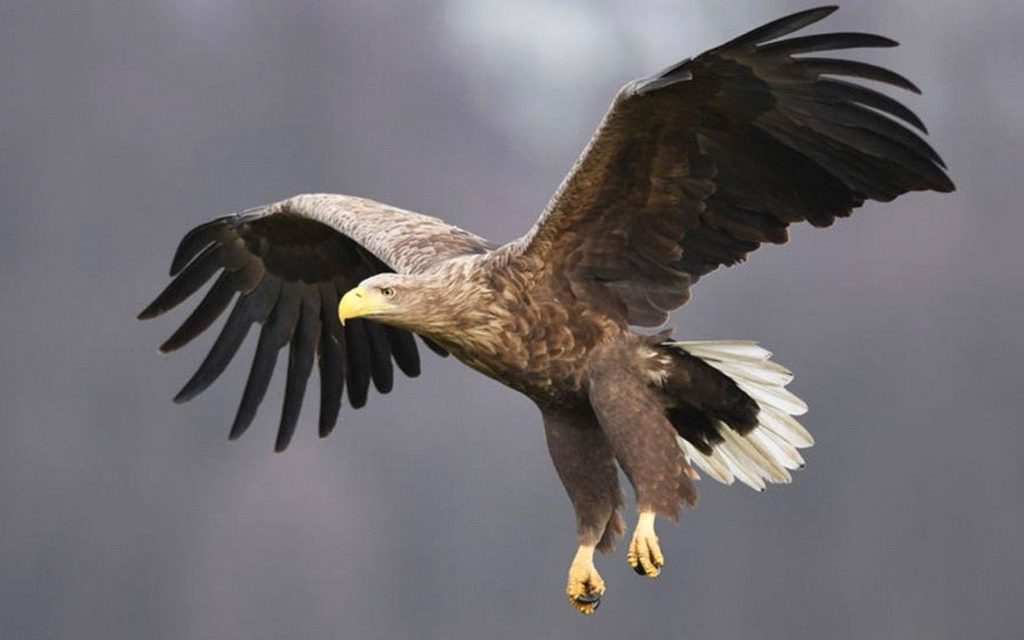 Roofvogel-middag voor de jeugd