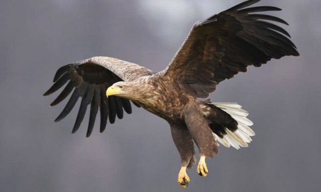 Roofvogel-middag voor de jeugd