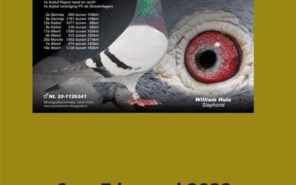 Vanavond en morgen: duiven tentoonstelling bij PV de Streekvliegers