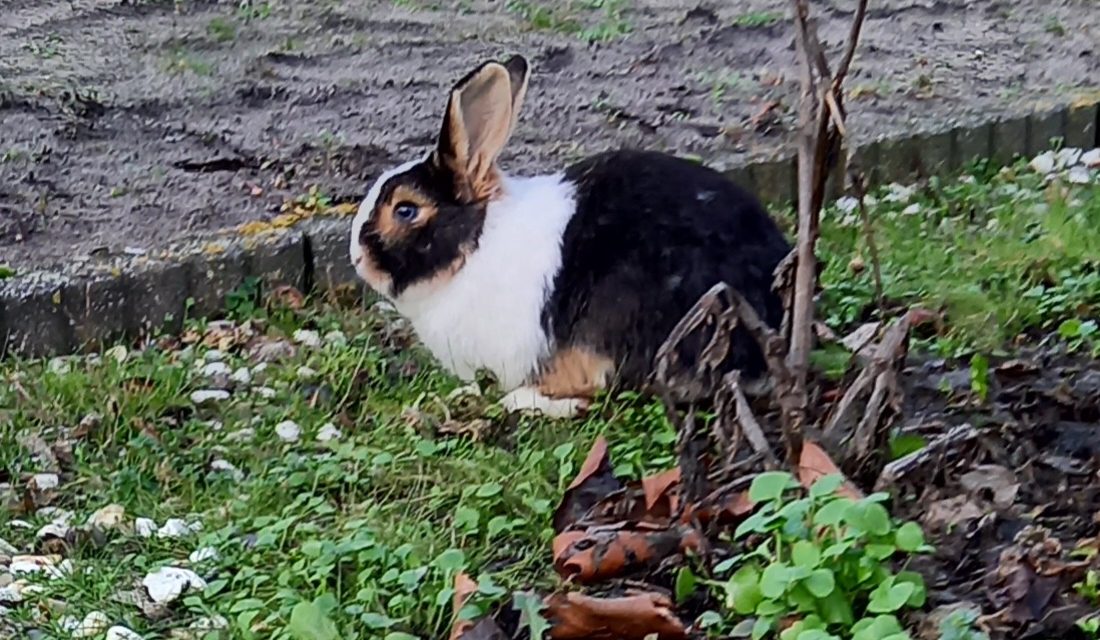 Loslopend konijn aan Schemperserf, Staphorst. Van wie?