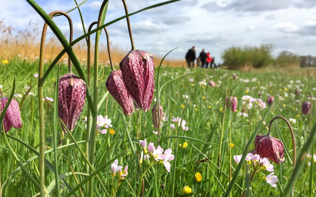 Met de huifkar naar de kievitsbloemen