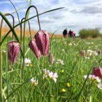 Met de huifkar naar de kievitsbloemen