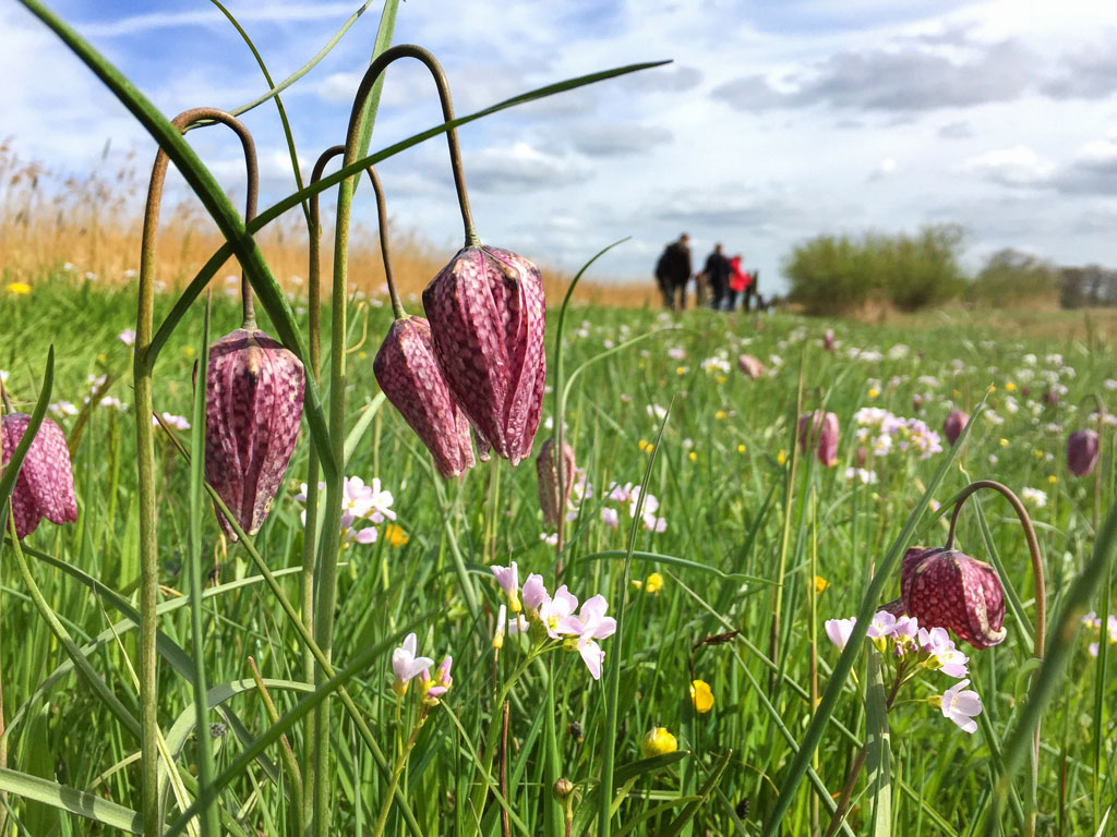 Met de huifkar naar de kievitsbloemen