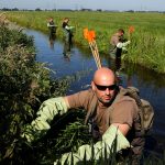 Noordelijke waterschappen verlengen samenwerking muskus- en beverrattenbestrijding