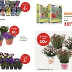 De nieuwe voorjaarsbloeiers, vaste planten en voorjaarsbollen zijn weer binnen bij Welkoop Staphorst