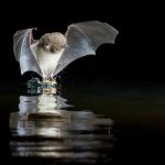 Highspeed fotografie geeft prachtige natuurfoto’s