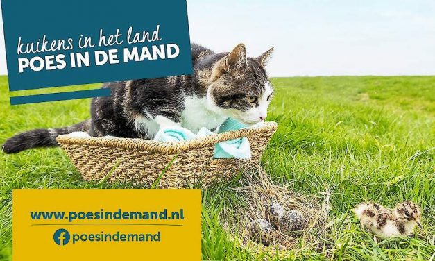 Kuikens in het land, poes in de mand