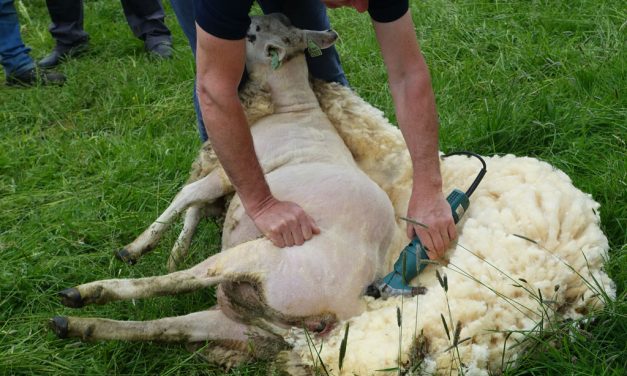 Activiteiten in de meivakantie bij de Veldschuur