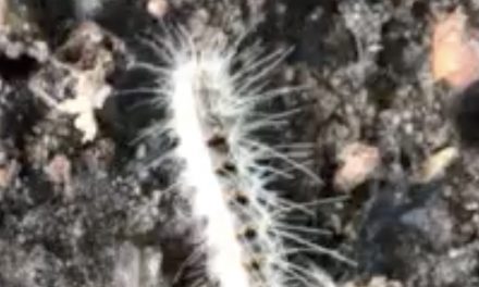 Eikenprocessierups steekt de weg over (Filmpje)