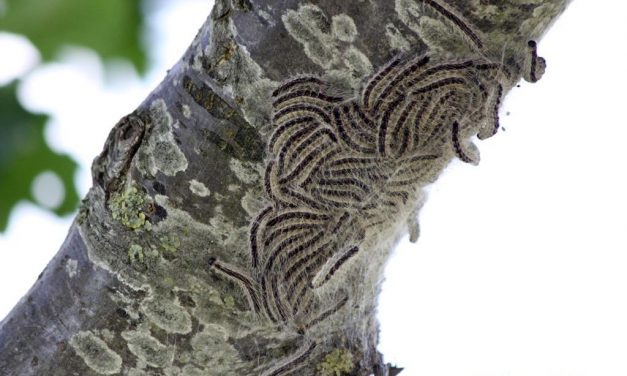 Proef met natuurlijke beheermethode eikenprocessierups