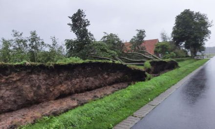 Bomenrij om aan Burg. v Wijngaardenstraat