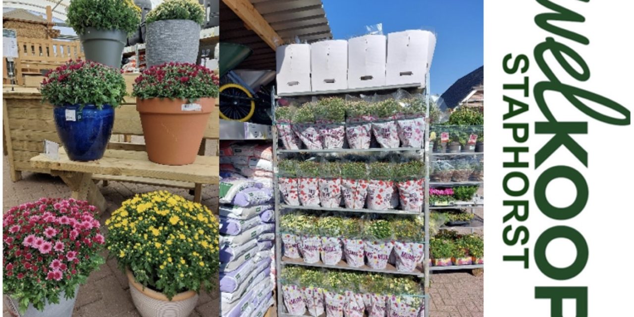 Welkoop Staphorst: Bouwvak is bolchrysanten!