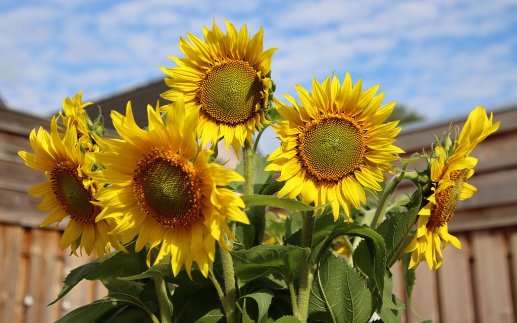 Pluk ook dit jaar weer gratis zonnebloemen