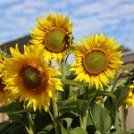 Pluk ook dit jaar weer gratis zonnebloemen