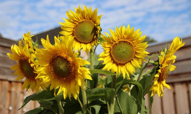 Pluk ook dit jaar weer gratis zonnebloemen